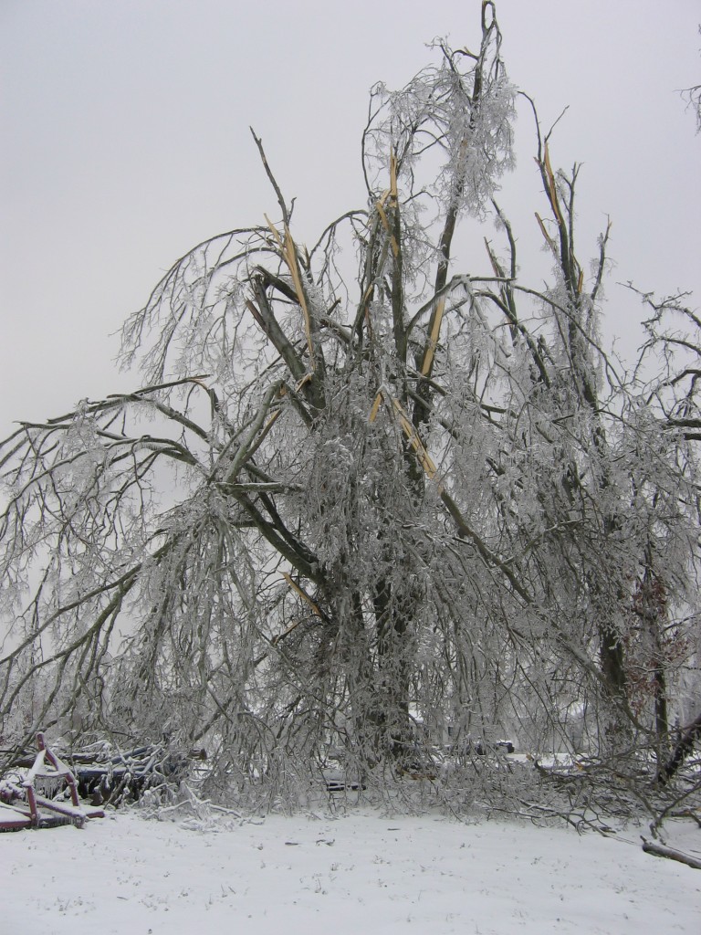 Kentucky's Historic Ice Storm Five Year Anniversary - We lost so many trees